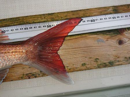 フィッシングボートACE(エース) 釣果