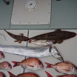 フィッシングボートACE(エース) 釣果