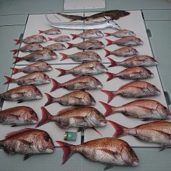 フィッシングボートACE(エース) 釣果