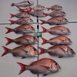 フィッシングボートACE（エース） 釣果