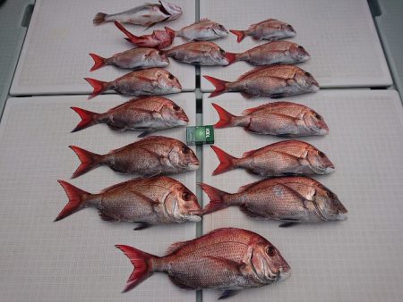 フィッシングボートACE（エース） 釣果