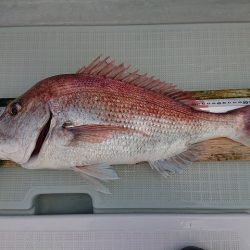 フィッシングボートACE（エース） 釣果