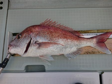 フィッシングボートACE（エース） 釣果