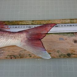 フィッシングボートACE（エース） 釣果