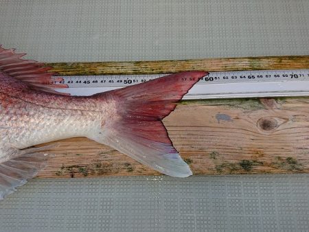 フィッシングボートACE（エース） 釣果