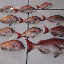 フィッシングボートACE（エース） 釣果