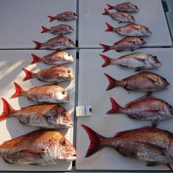 フィッシングボートACE(エース) 釣果