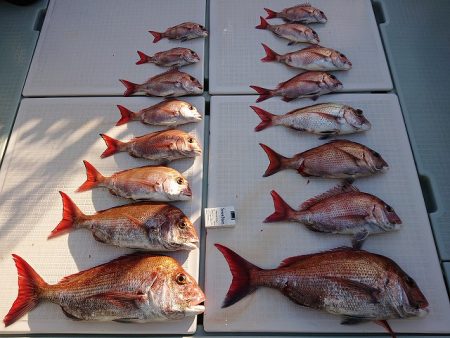 フィッシングボートACE(エース) 釣果