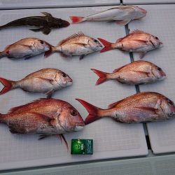 フィッシングボートACE(エース) 釣果