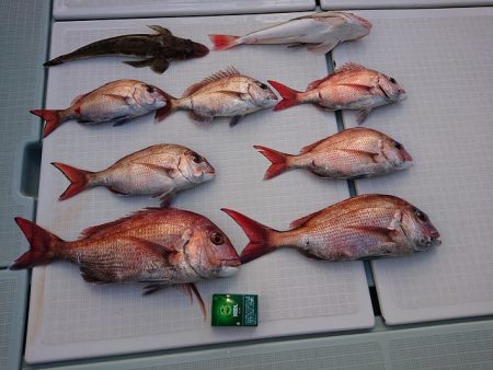 フィッシングボートACE(エース) 釣果