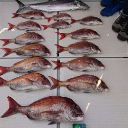 フィッシングボートACE(エース) 釣果