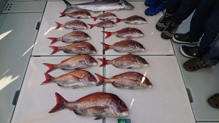 フィッシングボートACE(エース) 釣果