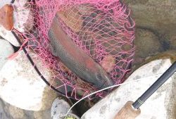 会津大川（会津非出資漁業協同組合） 釣果