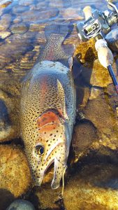 会津大川（会津非出資漁業協同組合） 釣果