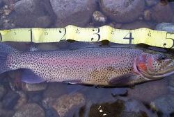 会津大川（会津非出資漁業協同組合） 釣果