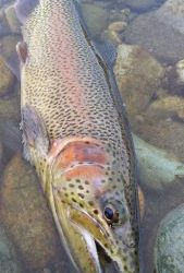 会津大川（会津非出資漁業協同組合） 釣果