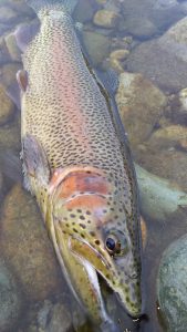 会津大川（会津非出資漁業協同組合） 釣果