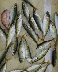 和歌山マリーナシティ釣り公園 釣果