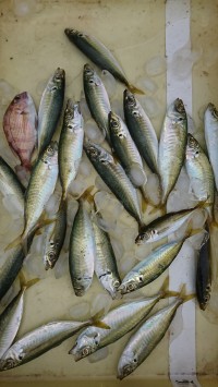 和歌山マリーナシティ釣り公園 釣果