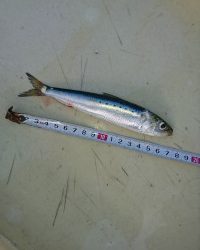 和歌山マリーナシティ釣り公園 釣果