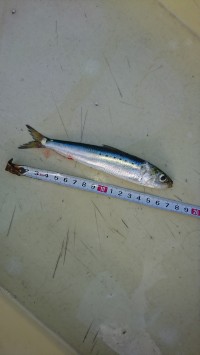 和歌山マリーナシティ釣り公園 釣果