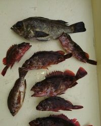 和歌山マリーナシティ釣り公園 釣果