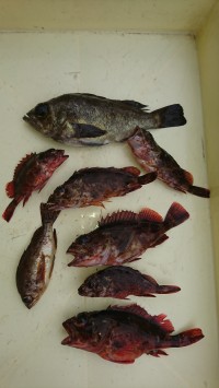 和歌山マリーナシティ釣り公園 釣果