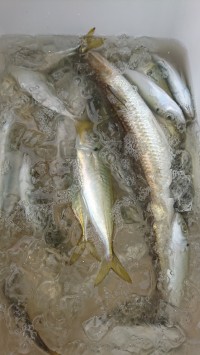 和歌山マリーナシティ釣り公園 釣果