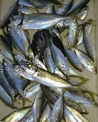 和歌山マリーナシティ釣り公園 釣果