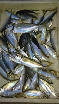 和歌山マリーナシティ釣り公園 釣果