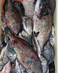 和歌山マリーナシティ釣り公園 釣果