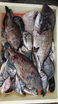 和歌山マリーナシティ釣り公園 釣果