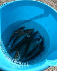 和歌山マリーナシティ釣り公園 釣果