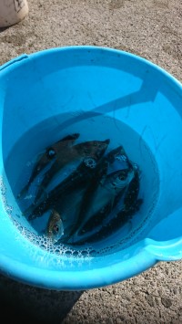 和歌山マリーナシティ釣り公園 釣果