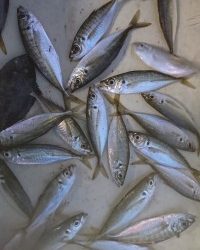 和歌山マリーナシティ釣り公園 釣果