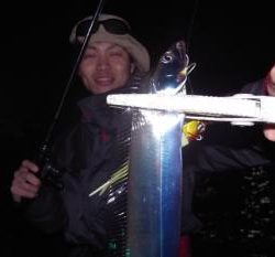 シーマジカル 釣果