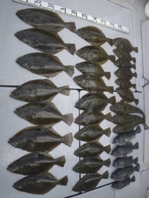 磯部釣船 直栄丸 釣果