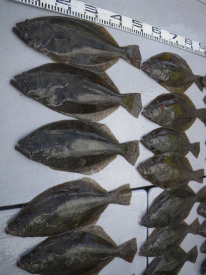 磯部釣船 直栄丸 釣果