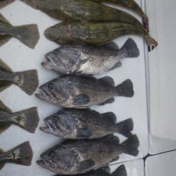 磯部釣船 直栄丸 釣果