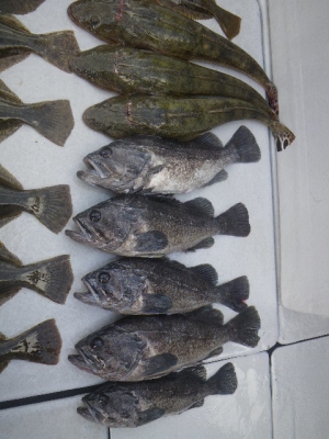 磯部釣船 直栄丸 釣果