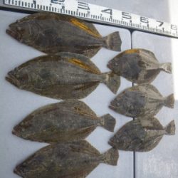 磯部釣船 直栄丸 釣果