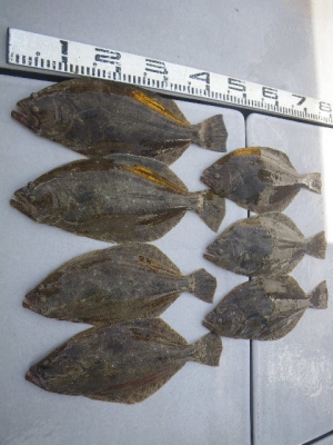 磯部釣船 直栄丸 釣果