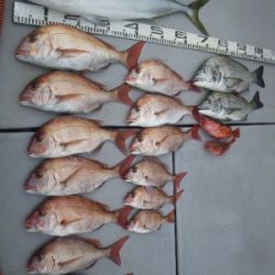 磯部釣船 直栄丸 釣果