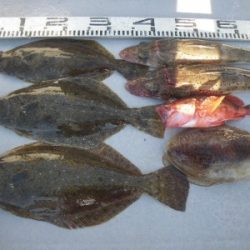 磯部釣船 直栄丸 釣果