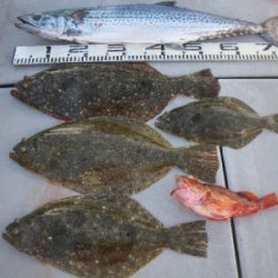 磯部釣船 直栄丸 釣果