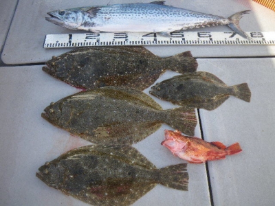 磯部釣船 直栄丸 釣果