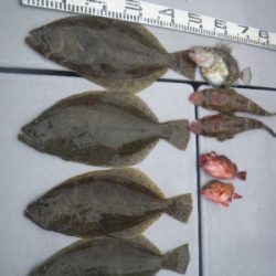 磯部釣船 直栄丸 釣果