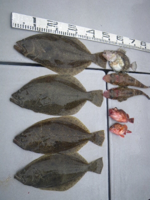 磯部釣船 直栄丸 釣果