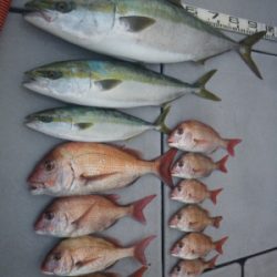 磯部釣船 直栄丸 釣果