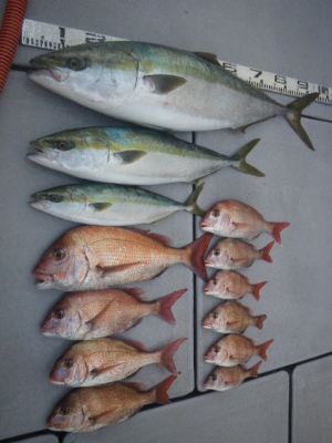 磯部釣船 直栄丸 釣果